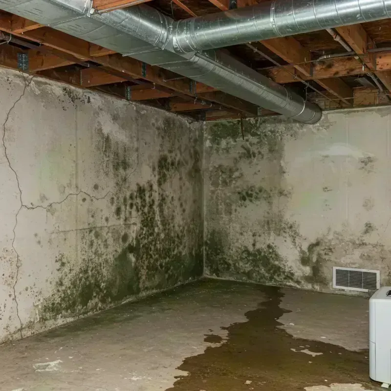 Professional Mold Removal in Macon, MO